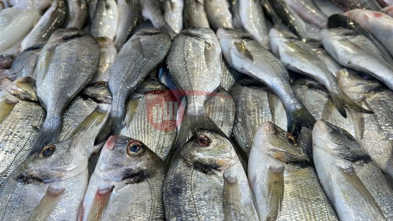 اسعار السمك اليوم