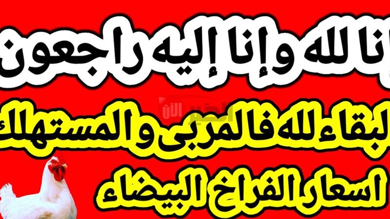 أسعار الفراخ البيضاء