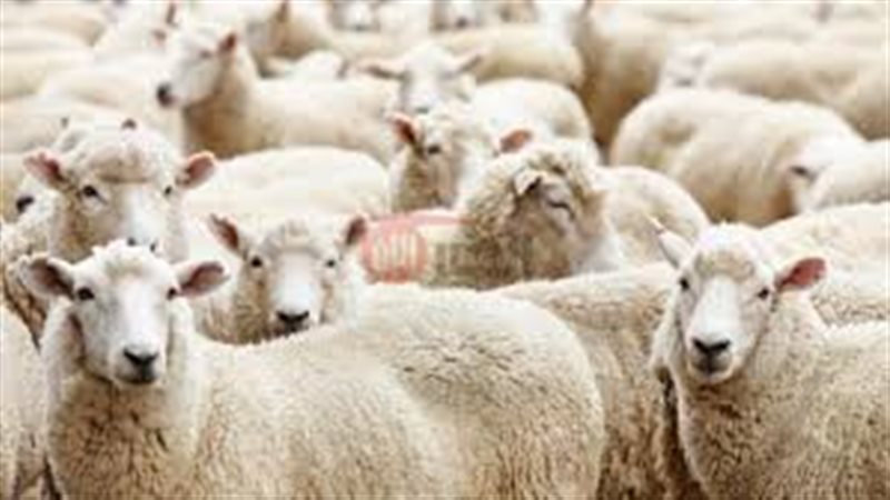 سعر كيلو الخروف القائم