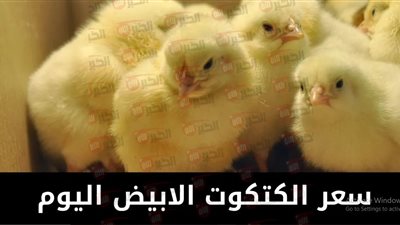 ارتفاع سعر الكتكوت الأبيض اليوم في بورصة الدواجن الرئيسية.. ما السببب؟