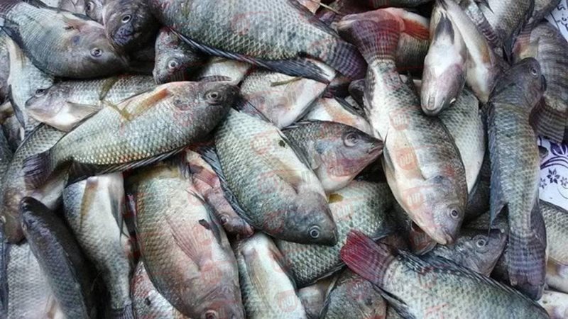 اسعار السمك اليوم