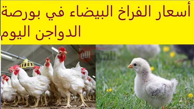 أسعار الفراخ البيضاء
