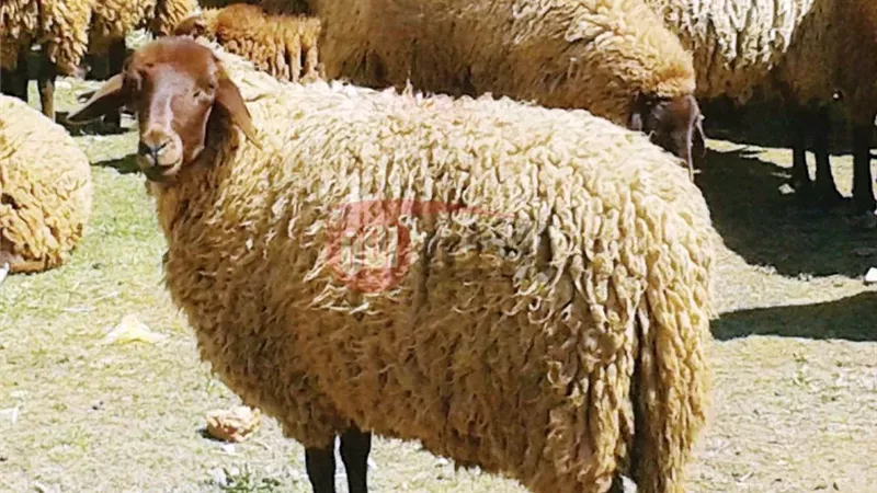 سعر كيلو الجديان