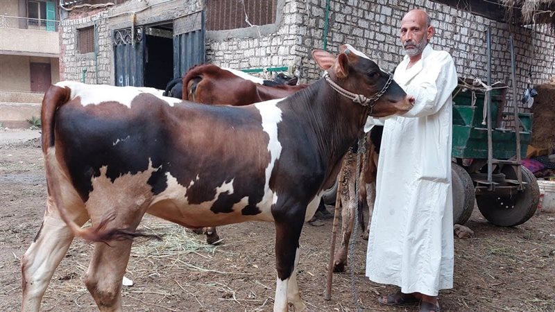 سعر كيلو اللحم البقري