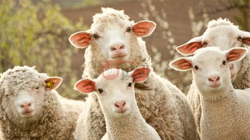 هل يجوز عدم توزيع