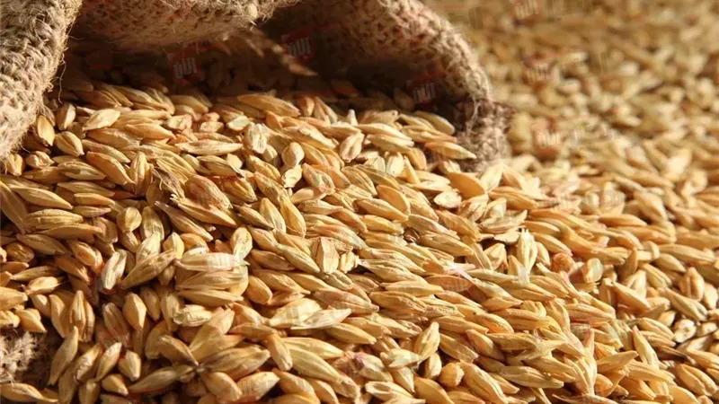 سعر الأرز الشعير