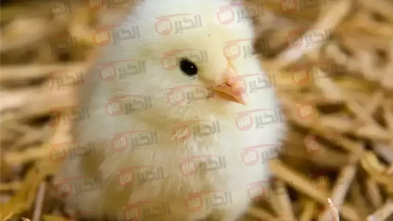 سعر الكتكوت الابيض