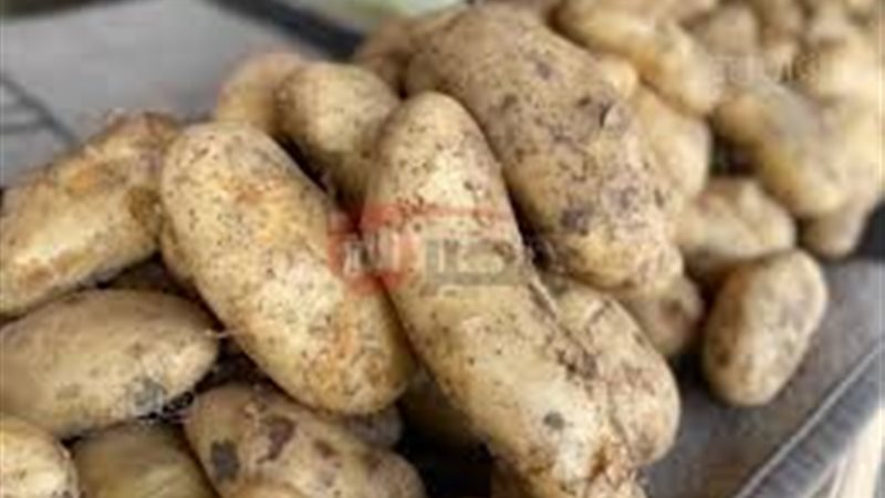 أسعار البطاطس اليوم