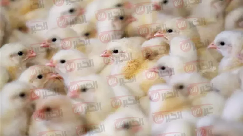 سعر الكتكوت الأبيض