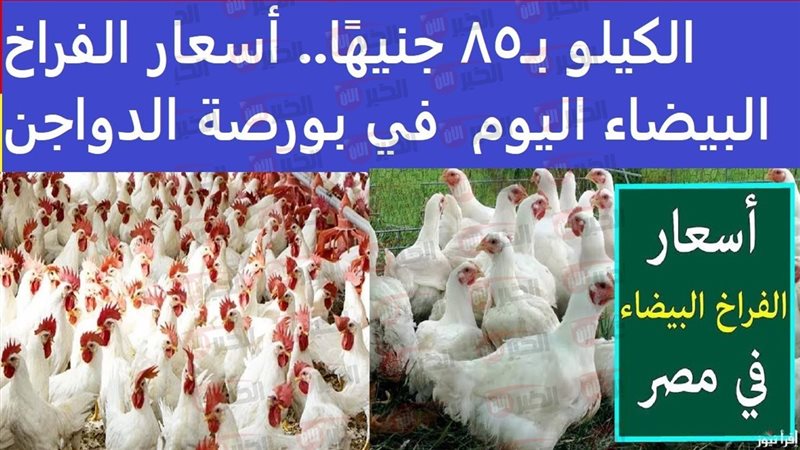 أسعار الفراخ البيضاء