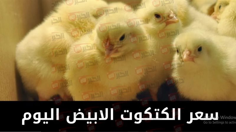 سعر الكتكوت الأبيض