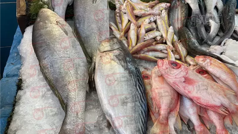 اسعار السمك اليوم