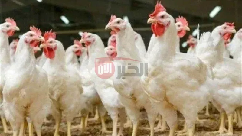 بورصة الدواجن اليوم