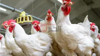 استقرار في بورصة الدواجن اليوم أسعار الفراخ البيضاء الخميس 2025/6/12 بالمحلات التجارية