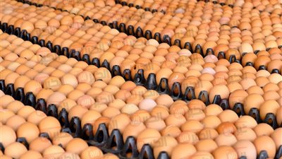 تراجع سعر البيض الأحمر اليوم الجمعة 13/6/2025 بالمزرعة والابيض يسجل 100 جنيه