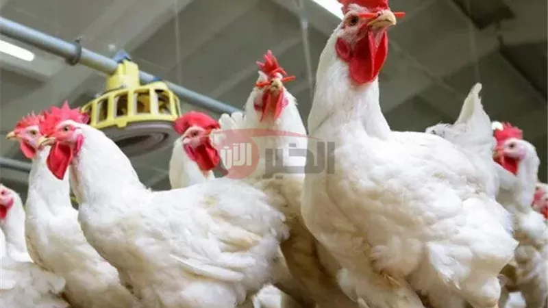  بورصة الدواجن اليوم