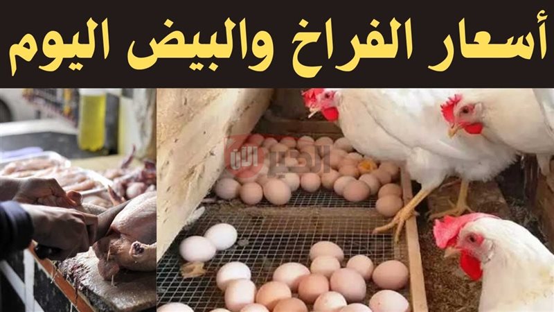 سعر البيض الأحمر