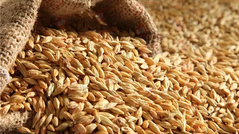 سعر الأرز الشعير