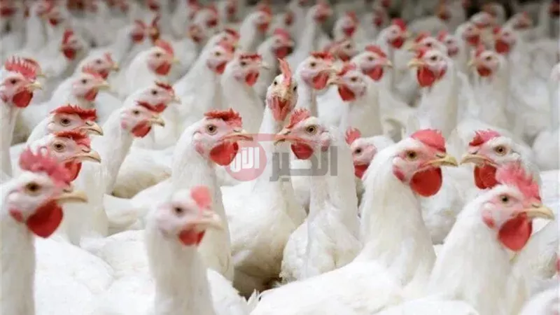 بورصة الدواجن اليوم