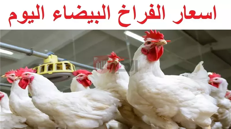 بورصة الدواجن اليوم