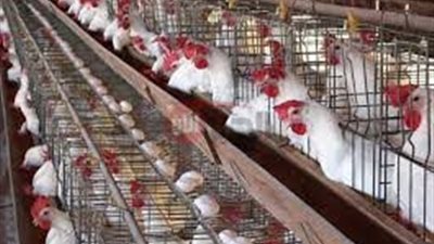 استقرار في بورصة الدواجن اليوم أسعار الفراخ البيضاء الخميس 2025/6/19 بالمحلات التجارية