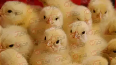 سعر الكتكوت الأبيض اليوم الجمعة 20/6/2025 في بورصة الدواجن وجميع الشركات