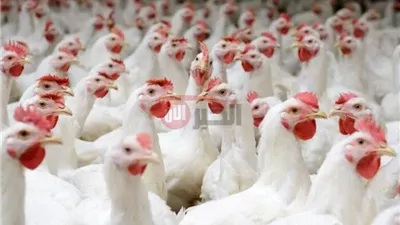 اسعار بورصة الدواجن اليوم أسعار الفراخ البيضاء السبت 2025/6/21 وبالمحلات التجارية