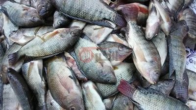 اسعار السمك اليوم السبت 21 يونيو 2025 للمستهلك بسوق العبور