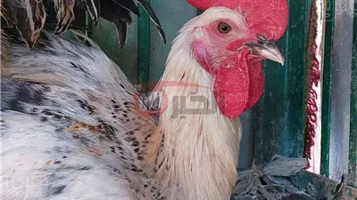 اسعار الدواجن اليوم الثلاثاء 24 يونيو 2025 لجميع انواعها في الأسواق المصرية