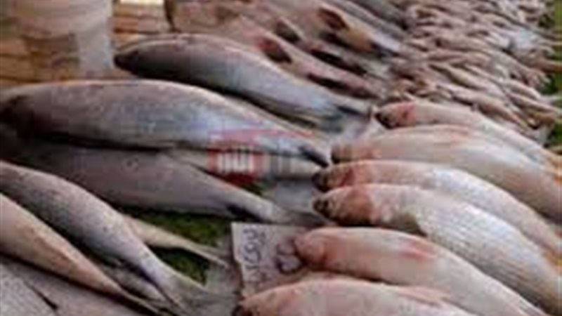 اسعار السمك اليوم