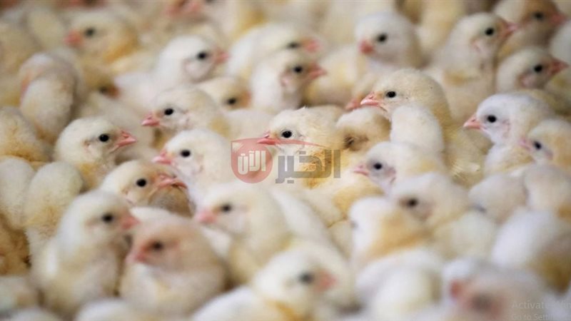 اسعار الكتكوت الأبيض