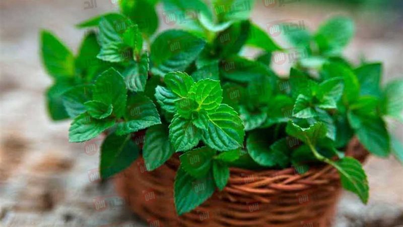 أضرار النعناع للمعدة