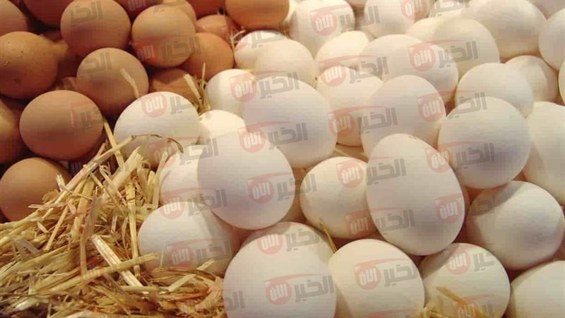 سعر البيض اليوم