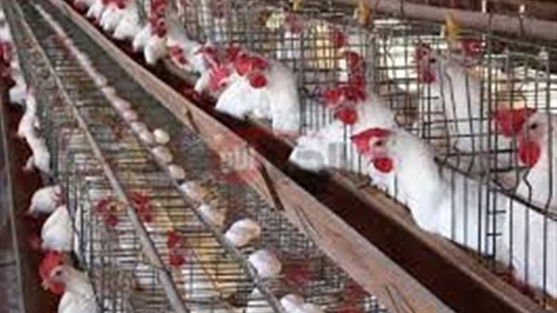 بورصة الدواجن اليوم