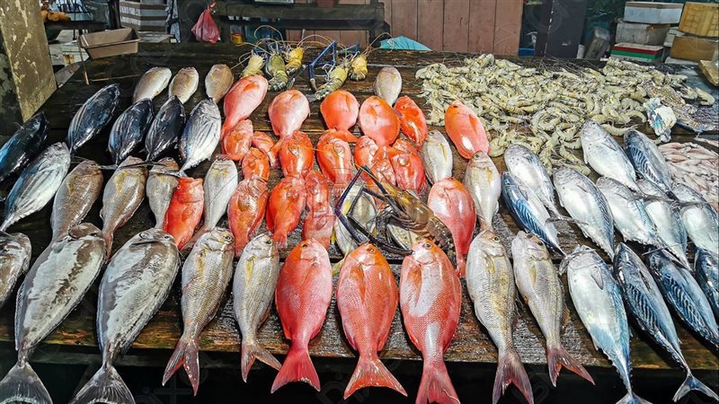 اسعار السمك اليوم