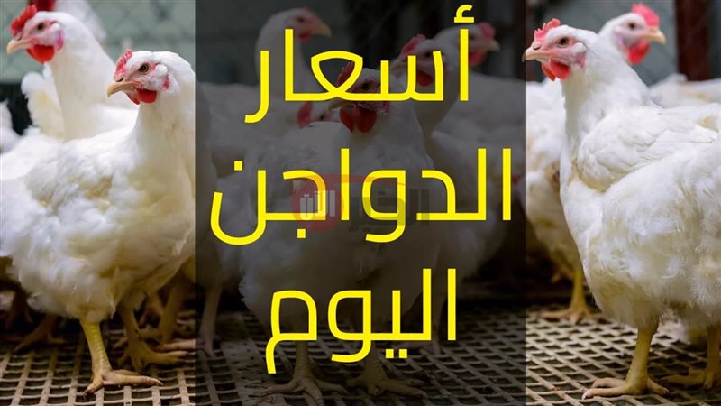 بورصة الدواجن اليوم