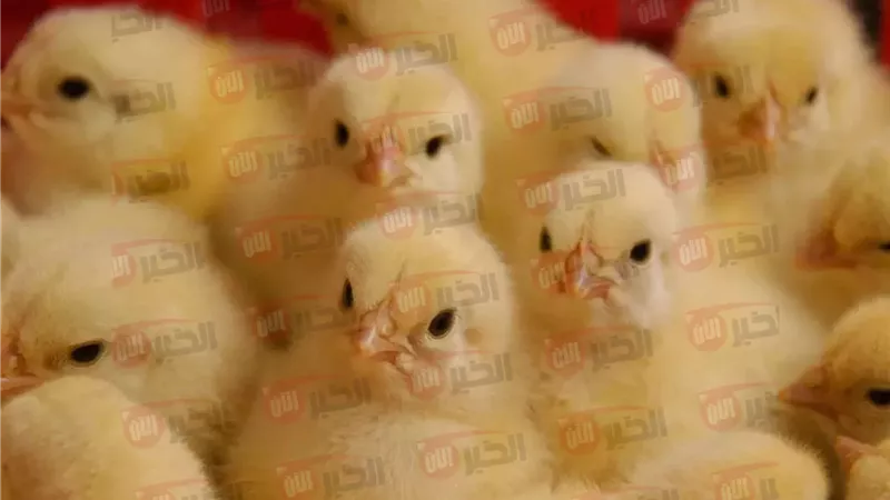 أسعار الكتاكيت اليوم