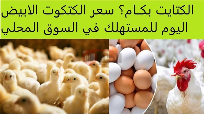 سعر الكتكوت الأبيض