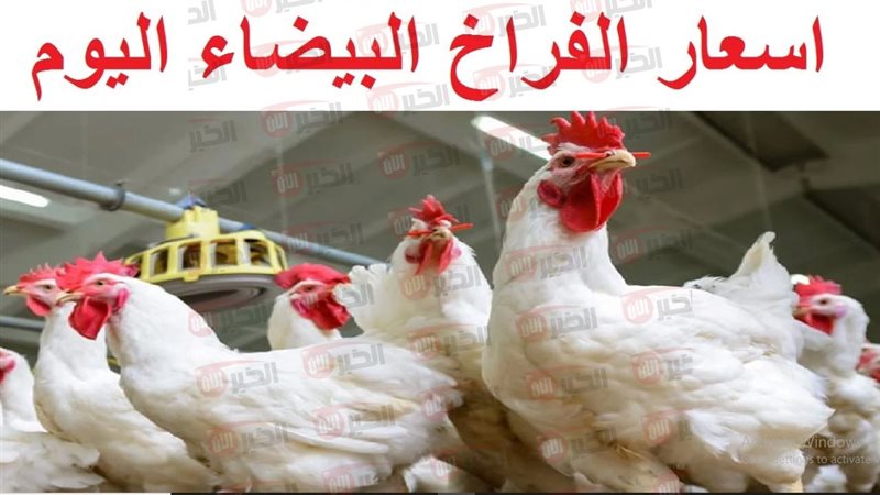 أسعار الفراخ البيضاء