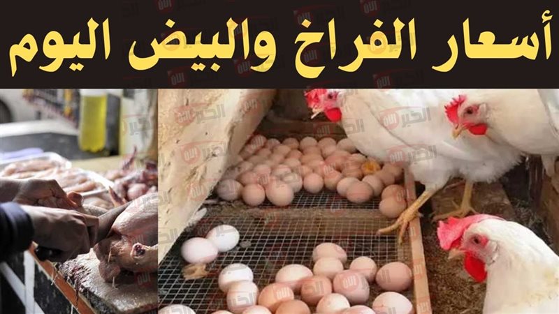 سعر البيض الأحمر