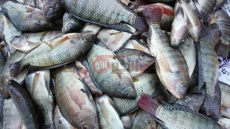 اسعار السمك اليوم