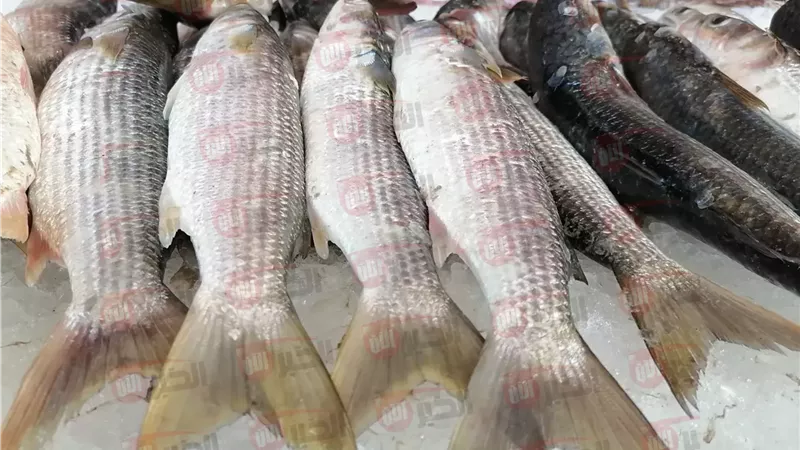 اسعار السمك اليوم