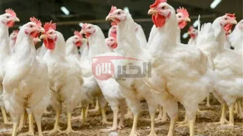 بورصة الدواجن اليوم