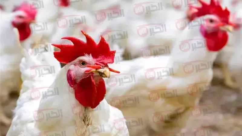 أسعار الدواجن اليوم