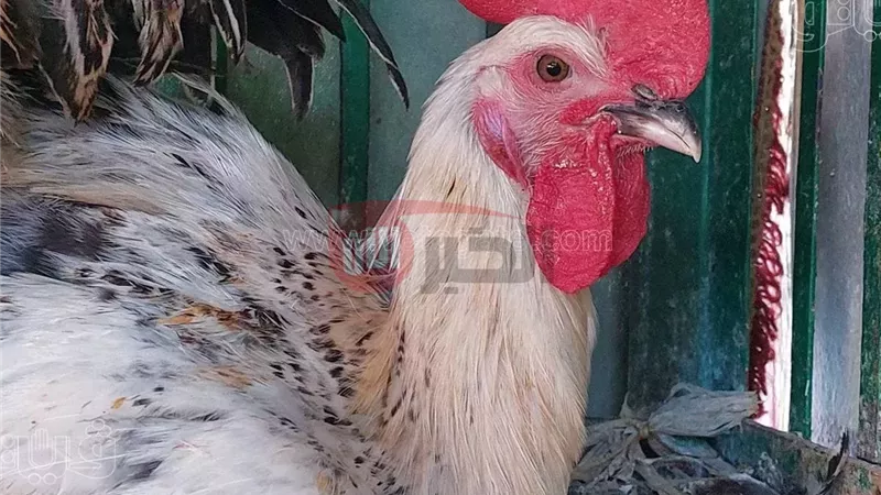 اسعار الدواجن اليوم