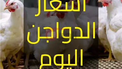 أسعار الفراخ البيضاء والبيض والكتاكيت اليوم الجمعة 27-6-2025 في البورصة والاسواق