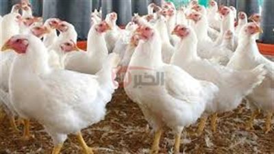 اسعار بورصة الدواجن اليوم أسعار الفراخ البيضاء الاربعاء2025/7/2 وفق آخر تحديث