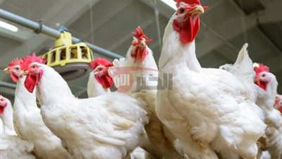 بورصة الدواجن اليوم أسعار الفراخ البيضاء الخميس2025/7/2 وفق آخر تحديثات