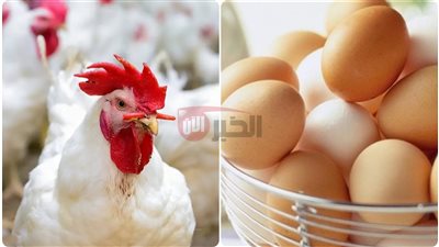 أسعار الفراخ البيضاء في بورصة الدواجن اليوم.. أسباب التذبذب والعوامل المؤثرة