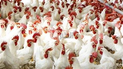 استقرار بورصة الدواجن اليوم أسعار الفراخ البيضاء السبت 2025/7/5 وفق آخر تحديث 